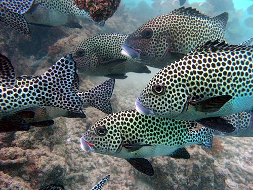 Harlequin sweetlips